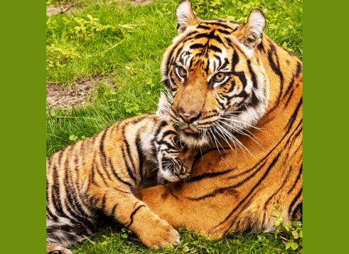 A tiger rests on the grass while a tiger cub cuddles close, pressing its head against the adult’s chest.