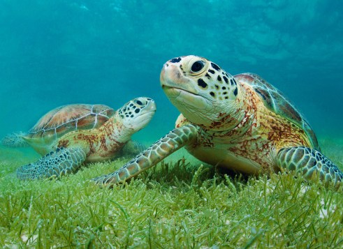 Two sea turtles rest on the ocean floor surrounded by green seagrass under clear blue water.