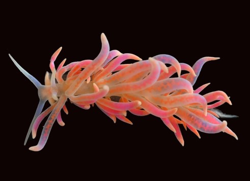 A bright pink-and-orange sea slug with long, wavy arms stretches out against a black background.