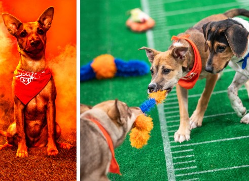 On the left, a puppy wearing a red bandana sits against a bright orange background. On the right, three puppies wearing bandanas play tug-of-war with a fuzzy toy on a green field marked like a football field.